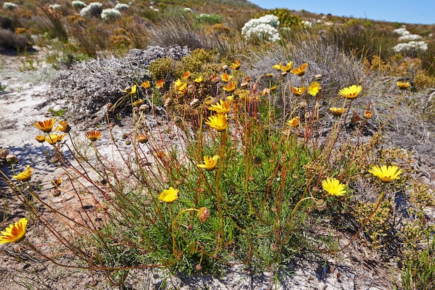 Nahaufnahme blühender gelber Gänseblümchen oder Fynbos, die auf dem Tafelberg-Nationalpark wachsen Kap der Guten Hoffnung Südafrika Busch frisch blühender Pflanzen, die auf einem Feld in einer abgelegenen und wilden Gegend sprießen
