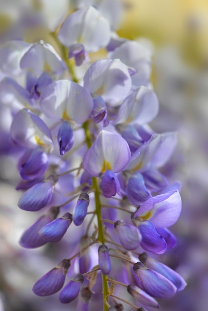 Nahaufnahme blühender weißer und violetter Glyzinienblüten im Frühling