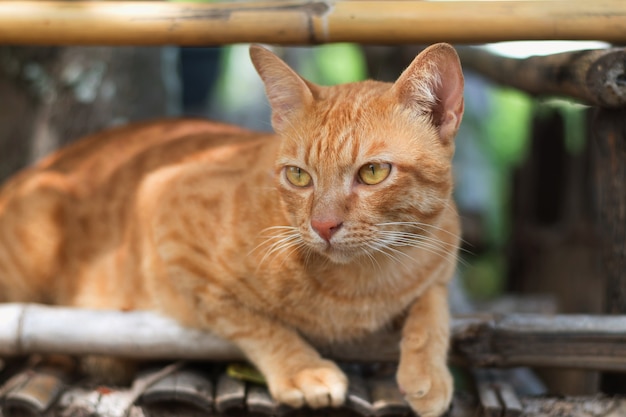 Nahaufnahme braun Katze Thai spielen entspannt