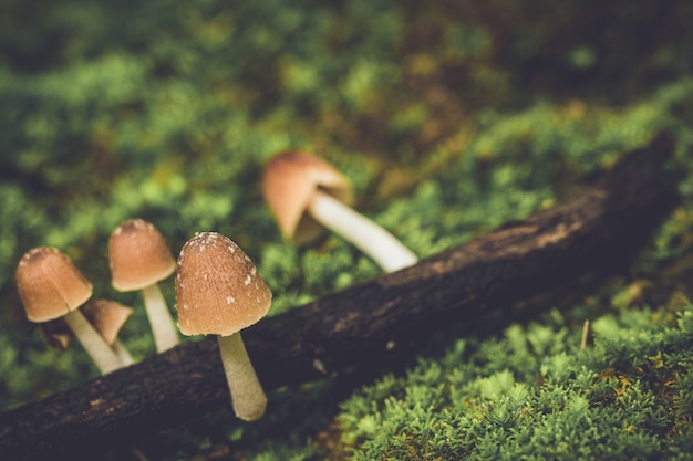 Foto nahaufnahme braune wilde pilze auf ast in der natur. konzept leben in der natur