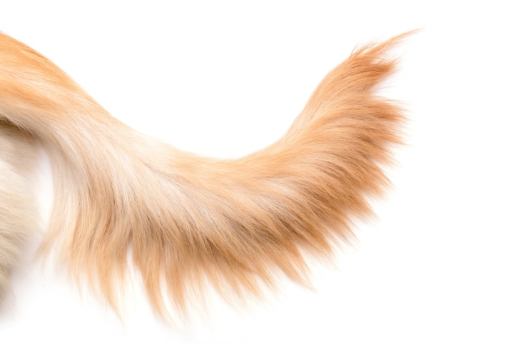 Foto nahaufnahme brauner hundeschwanz (golden retriever) isoliert. draufsicht mit