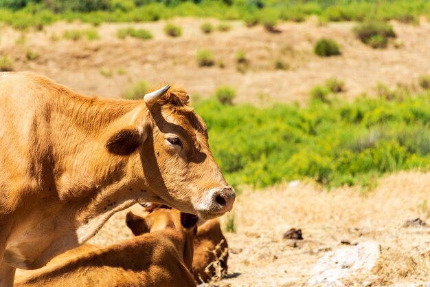 Foto nahaufnahme brauner kühe auf der weide milch- und landwirtschaftskonzept