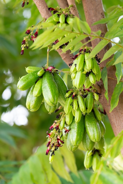 Nahaufnahme Bündel Bilimbi-Frucht am Baum in der Farm