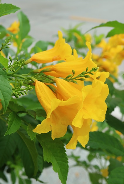 Nahaufnahme Bündel von leuchtend gelben Trompetenbusch-Blumen, die auf dem Baum blühen