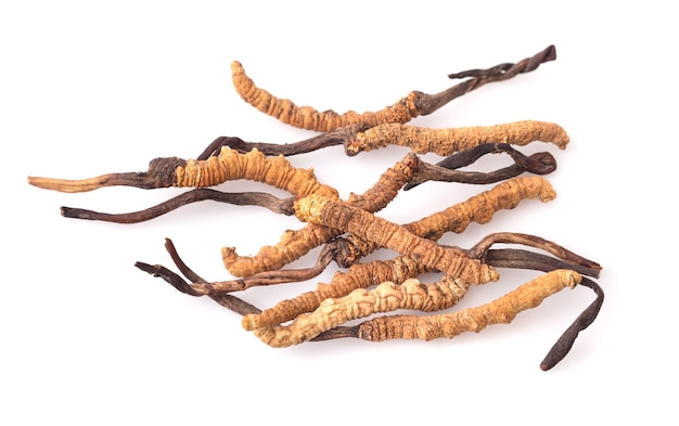 Nahaufnahme Cordyceps im Studio