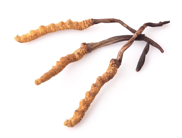 Nahaufnahme Cordyceps im Studio