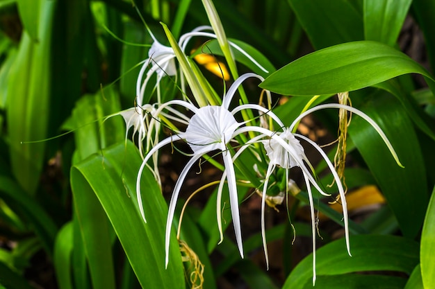 Nahaufnahme crinum asiaticum blüht mit grünem Blatt