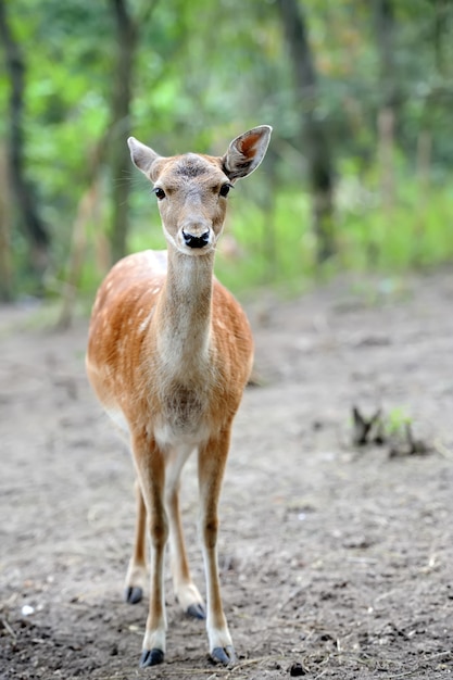 Nahaufnahme Damwild in wilder Natur