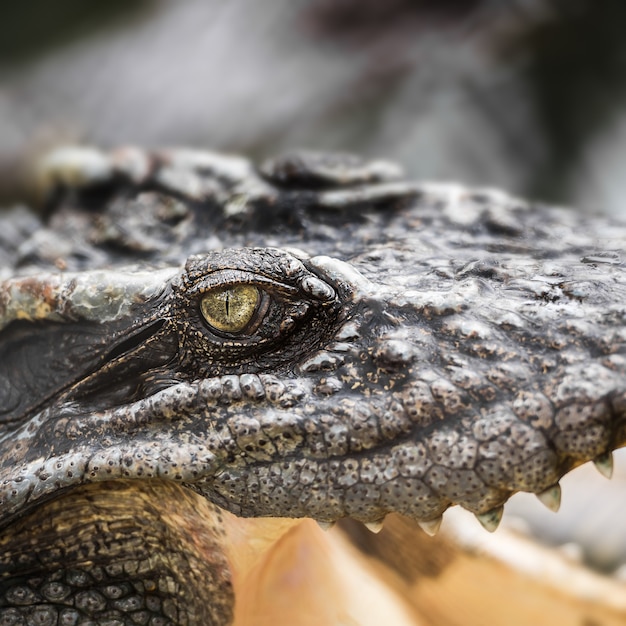 Nahaufnahme das Auge des Wildkrokodils