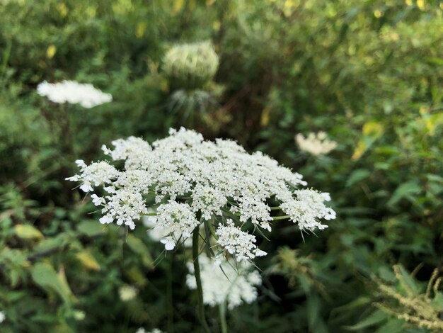 Nahaufnahme der Ajwain-Blumen in einem Garten