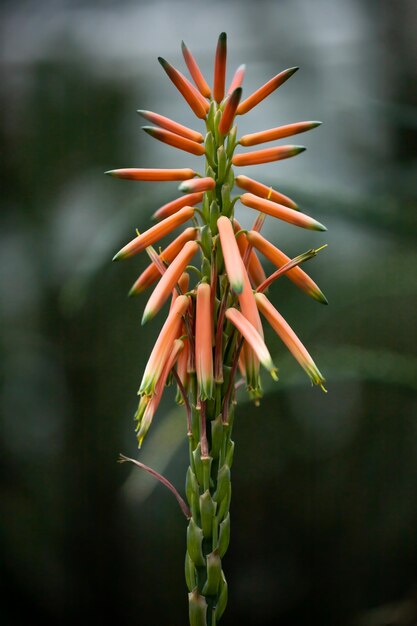 Nahaufnahme der Aloe-Blume