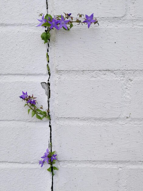 Foto nahaufnahme der anlage an der wand