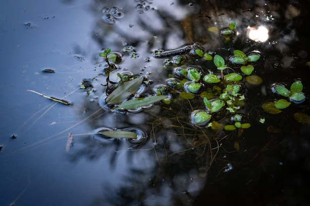 Foto nahaufnahme der anlage auf dem wasser