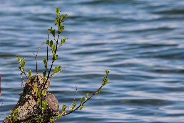 Foto nahaufnahme der anlage gegenüber dem see