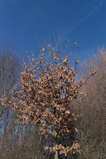 Foto nahaufnahme der anlage vor blauem himmel