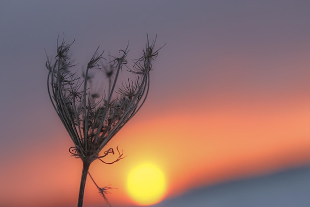 Foto nahaufnahme der anlage vor sonnenuntergang