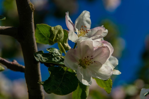 Nahaufnahme der Apfelblüte Weiße Blütenblätter, Staubblätter, Blätter auf einem Zweig