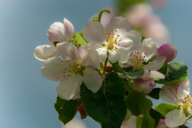 Nahaufnahme der Apfelblüte Weiße Blütenblätter, Staubblätter, Blätter auf einem Zweig