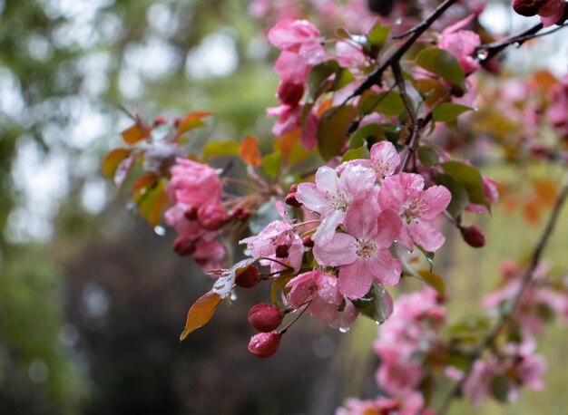 Nahaufnahme der Apfelfrühlingsblume im Regenkonzeptfoto