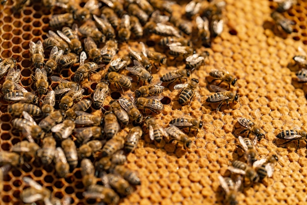 Nahaufnahme der arbeitenden Bienen auf Honigzellen