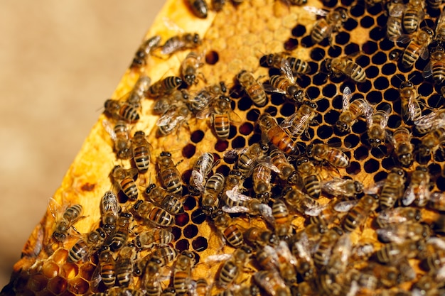 Nahaufnahme der arbeitenden bienen auf honigzellen