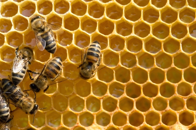 Nahaufnahme der arbeitenden Bienen auf Honigzellen