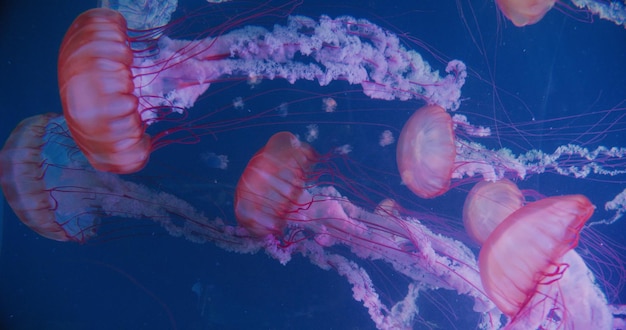 Nahaufnahme der atlantischen Brennnessel Chrysaora quinquecirrha, einer Gruppe von Quallen, die sich langsam unter Wasser auf rein schwarzem Hintergrund bewegen