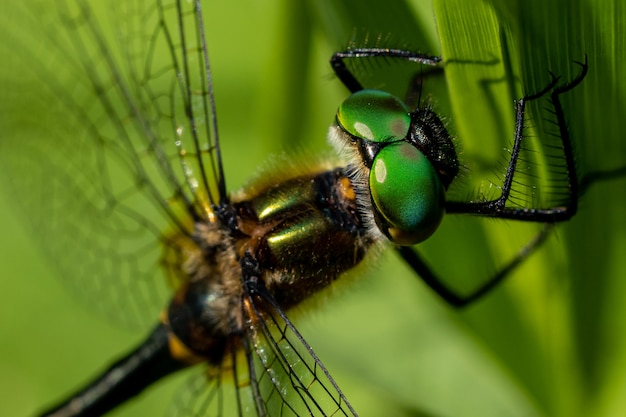 Nahaufnahme der Augen einer Libelle