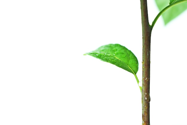 Nahaufnahme der Avocadoanlage mit Wassertropfen.