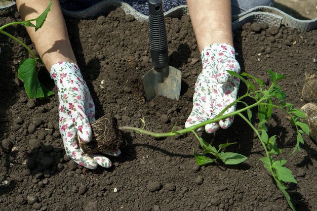 Nahaufnahme der Bauernhände in Handschuhen im Garten beim Pflanzen von Tomatensämlingen unter strahlender Sonne