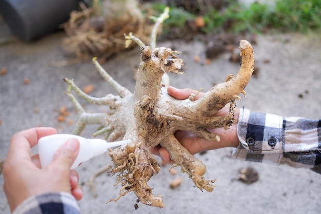 Nahaufnahme der Bauernleimtropfenwurzel Adenium oder Azalea-Blume zur Wundheilung aus im Garten geschnittenen Bäumen für Schönheits-Bio-Pflanzenanbau und angewandtes modernes Landwirtschaftskonzept