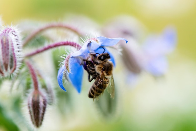 Foto nahaufnahme der bestäubung durch bienen auf einer blauen blume