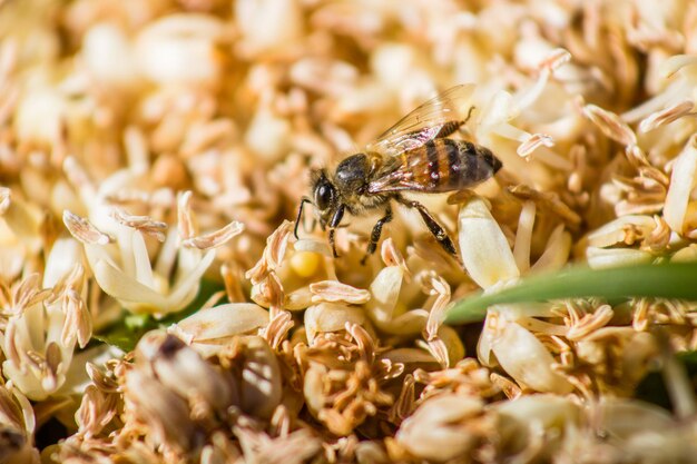 Foto nahaufnahme der bestäubung durch bienen auf einer blume