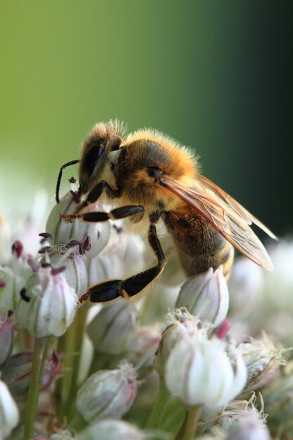 Nahaufnahme der Bestäubung durch Bienen auf einer Blume