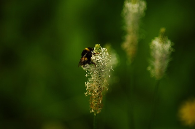 Nahaufnahme der Bestäubung durch Bienen auf einer Blume