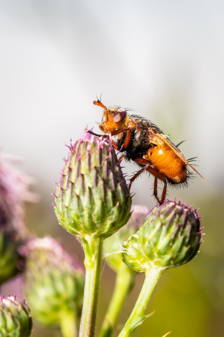 Foto nahaufnahme der bestäubung durch bienen auf einer blume
