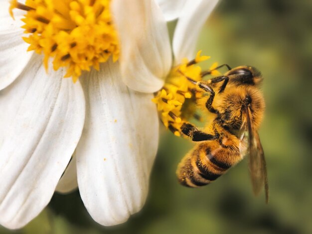 Foto nahaufnahme der bestäubung durch bienen auf einer blume