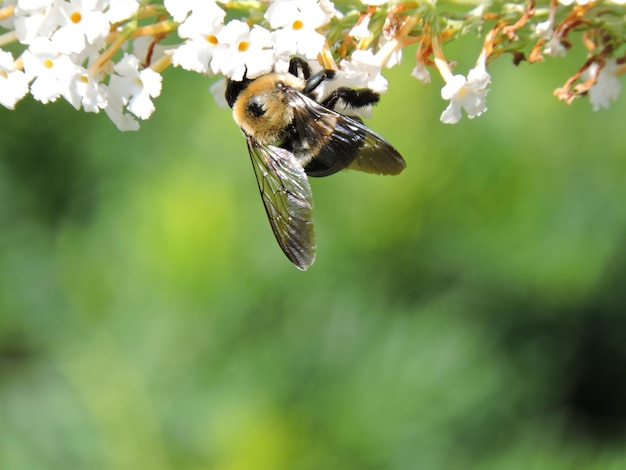 Foto nahaufnahme der bestäubung durch bienen auf einer blume