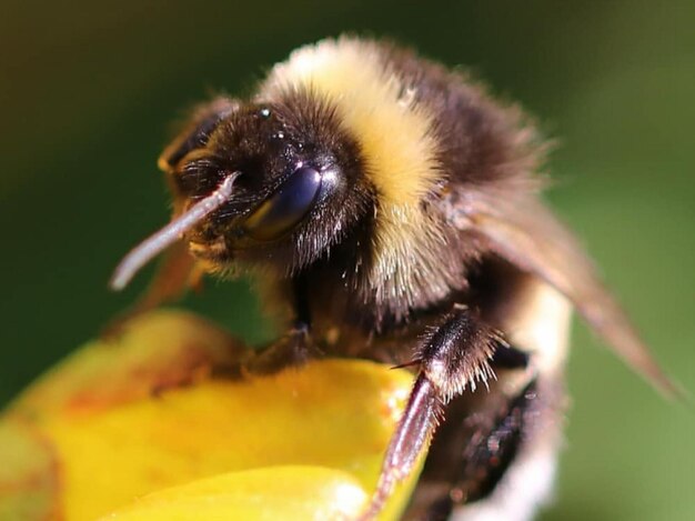 Nahaufnahme der Bestäubung durch Bienen auf einer Blume