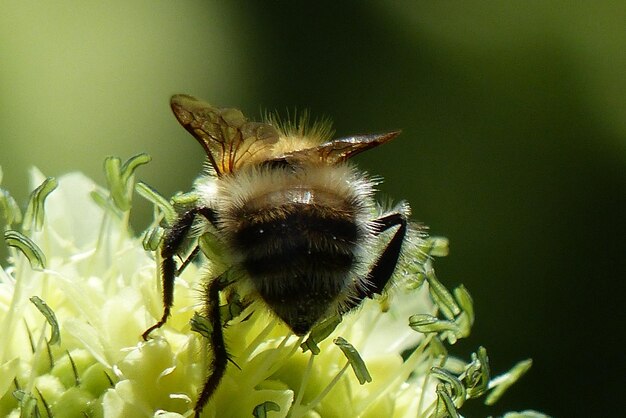 Foto nahaufnahme der bestäubung durch bienen auf einer blume