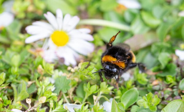 Nahaufnahme der Bestäubung durch Bienen auf einer Blume