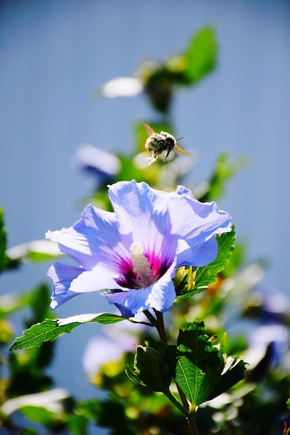 Foto nahaufnahme der bestäubung durch bienen auf einer blume