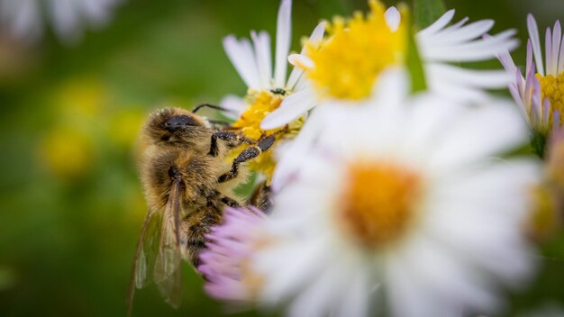 Foto nahaufnahme der bestäubung durch bienen auf einer blume