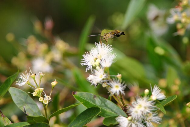 Foto nahaufnahme der bestäubung durch bienen auf einer blume