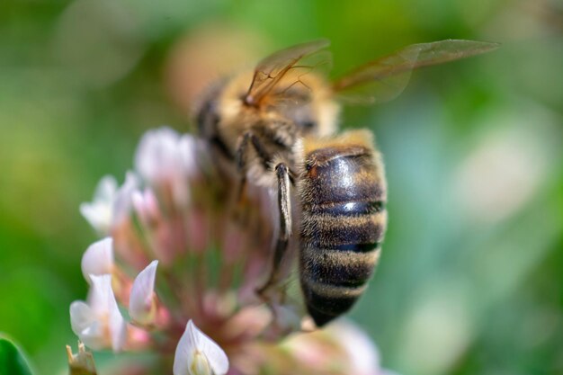 Nahaufnahme der Bestäubung durch Bienen auf einer Blume