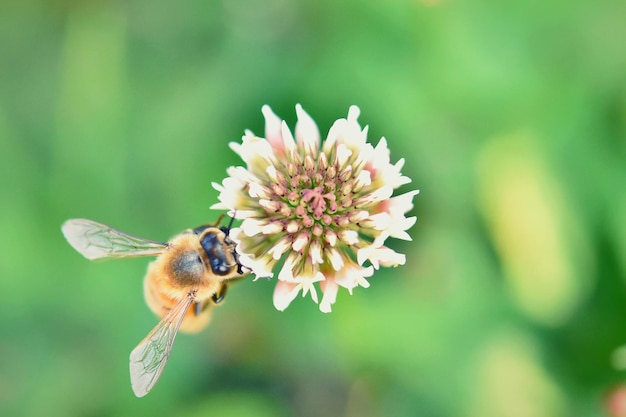 Nahaufnahme der Bestäubung durch Bienen auf einer Blume