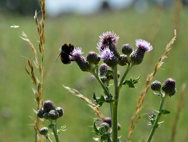 Foto nahaufnahme der bestäubung durch bienen auf einer blume