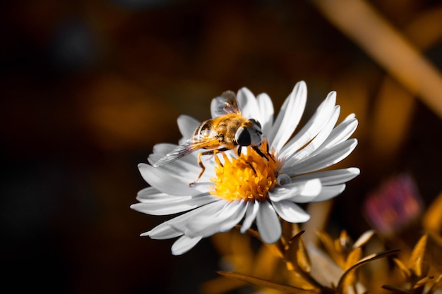 Nahaufnahme der Bestäubung durch Bienen auf einer Blume