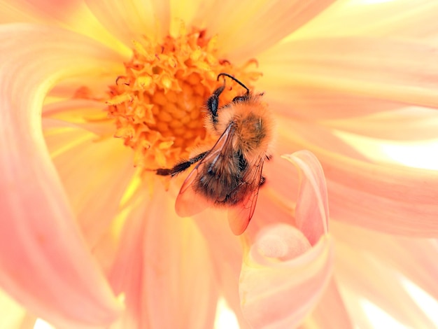 Nahaufnahme der Bestäubung durch Bienen auf einer Blume