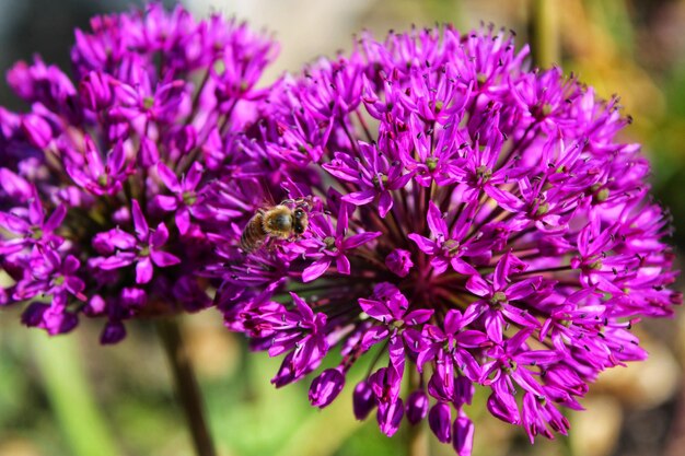 Nahaufnahme der Bestäubung durch Bienen auf einer lila Blüte